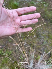 Andropogon capillipes