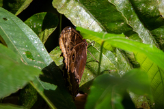Morpho helenor