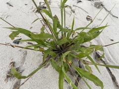 Paspalum fimbriatum