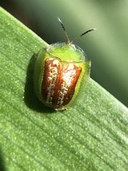 Cassida compuncta
