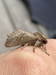 Elhamma australasiae