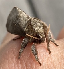 Elhamma australasiae