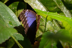 Morpho helenor