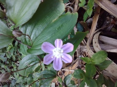 Tripladenia cunninghamii