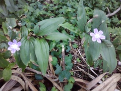 Tripladenia cunninghamii