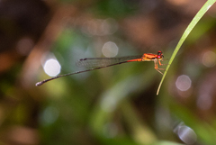 Protoneura aurantiaca