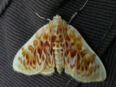 Polygrammodes sanguinalis