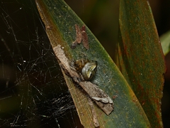 Araneus albotriangulus