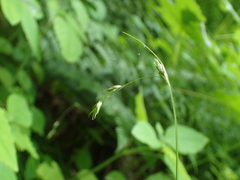 Carex deweyana