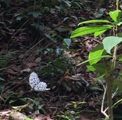 Idea hypermnestra linteata