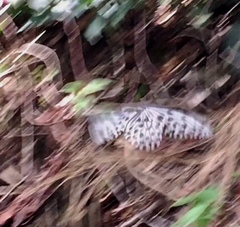 Idea hypermnestra linteata