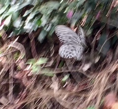 Idea hypermnestra linteata