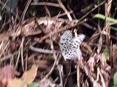 Idea hypermnestra linteata