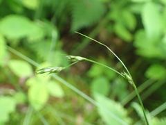 Carex deweyana