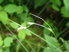 Carex deweyana