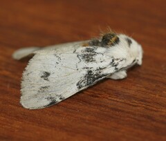 Iropoca rotundata