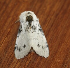 Iropoca rotundata