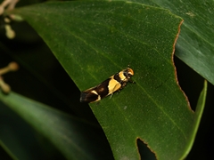 Macrobathra chrysotoxa