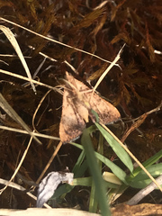 Endotricha pyrosalis