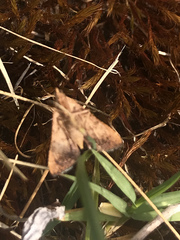 Endotricha pyrosalis