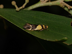 Macrobathra chrysotoxa