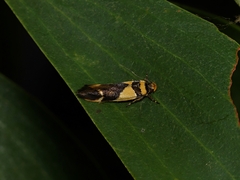 Macrobathra chrysotoxa