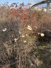 Symphoricarpos