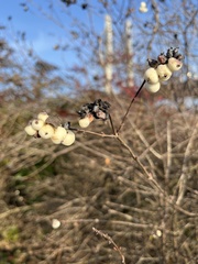 Symphoricarpos