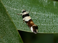 Macrobathra euryleuca