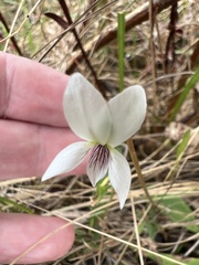 Viola vittata