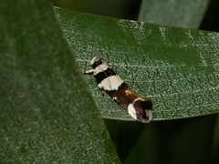 Macrobathra euryleuca