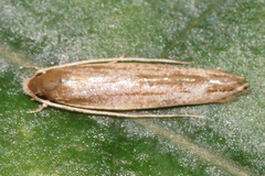 Amphixystis hapsimacha