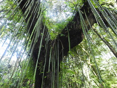 Heliocereus speciosus