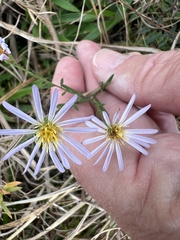 Symphyotrichum simmondsii
