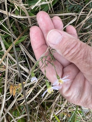Symphyotrichum simmondsii