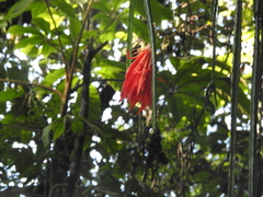 Heliocereus speciosus