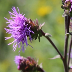 Liatris scariosa