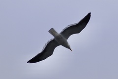 Larus dominicanus