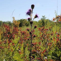 Liatris scariosa