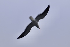 Larus dominicanus