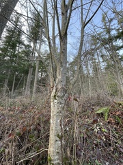 Betulaceae
