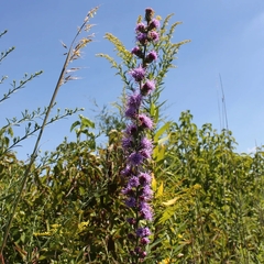 Liatris scariosa