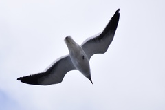 Larus dominicanus