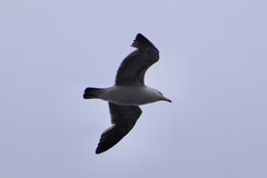 Larus dominicanus