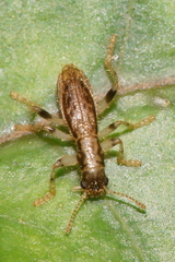 Lemidia aptera