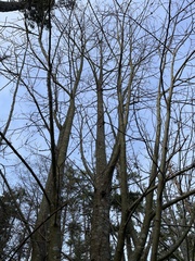 Betulaceae