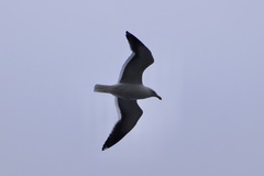 Larus dominicanus