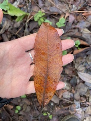 Betulaceae