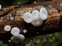 Lachnum brevipilosum