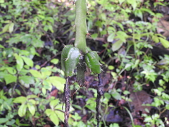 Heliocereus speciosus